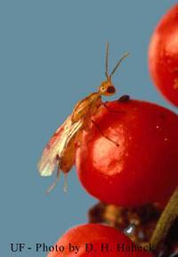 The Brazilian peppertree seed wasp (Megastigmus transvaalensis), 
