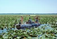Cutting Water Lily to maintain a boat trail on Lake Miccosukee (ca 1977)
