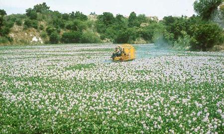 Attempting to control a field of water hyacinth, AFTER it has become a huge problem.