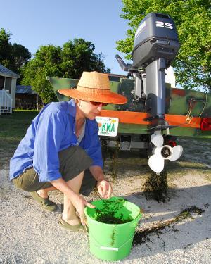 Woman cleans hydrilla from boat rudder