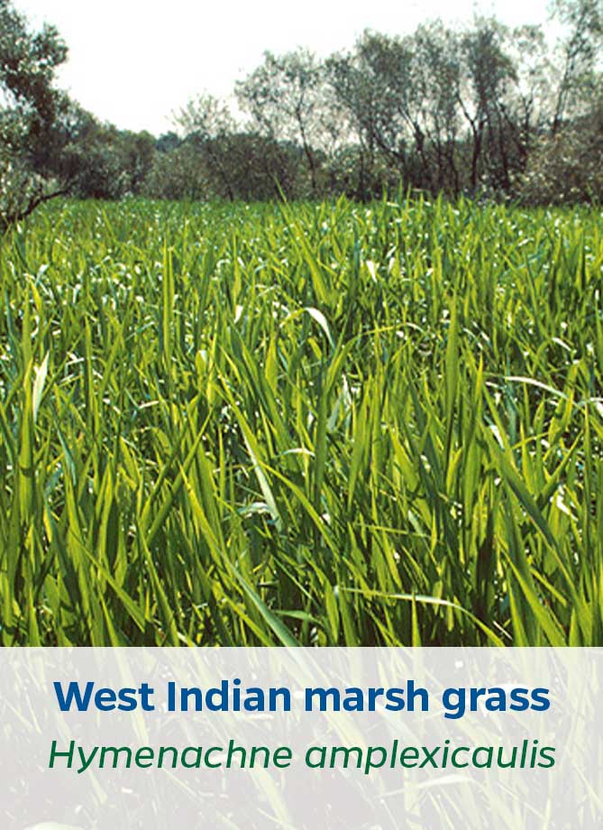 West Indian marsh grass