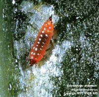 Alligator weed thrips (Amynothrips andersoni)
