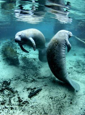 Manatees at Crystal River, FL