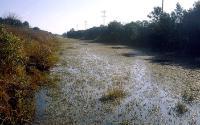 Canal with weed infestation