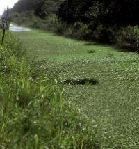 Dense vegetation in a canal