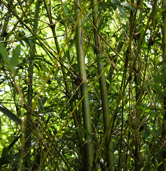 bamboo
