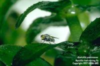 Asian hydrilla leaf-mining fly (Hydrellia pakistanae)