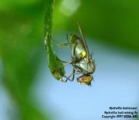 Australian hydrilla leaf-mining fly (Hydrellia balciunasi)