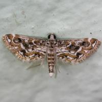 adventive hydrilla moth (Parapoynx diminutalis)