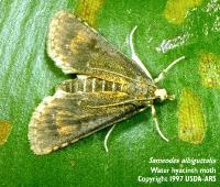 water hyacinth moth (Niphograpta (=Sameodes) albiguttalis)