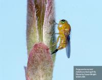 melaleuca bud-gall fly (Fergusonina turneri)