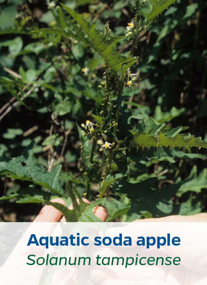 Aquatic soda apple