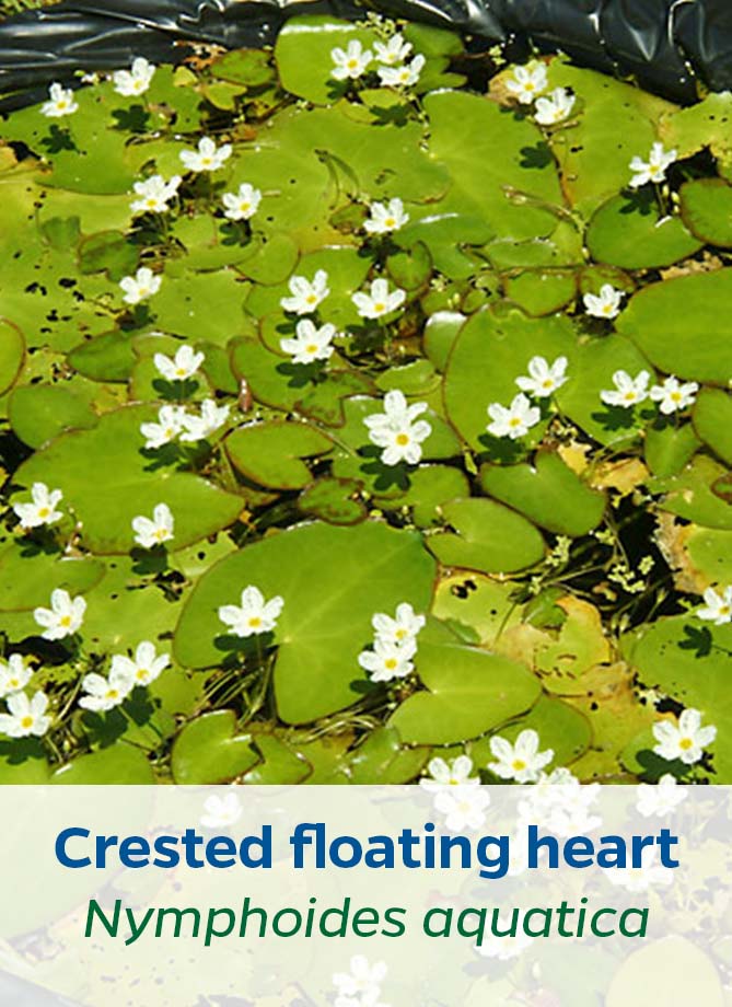Crested floating heart