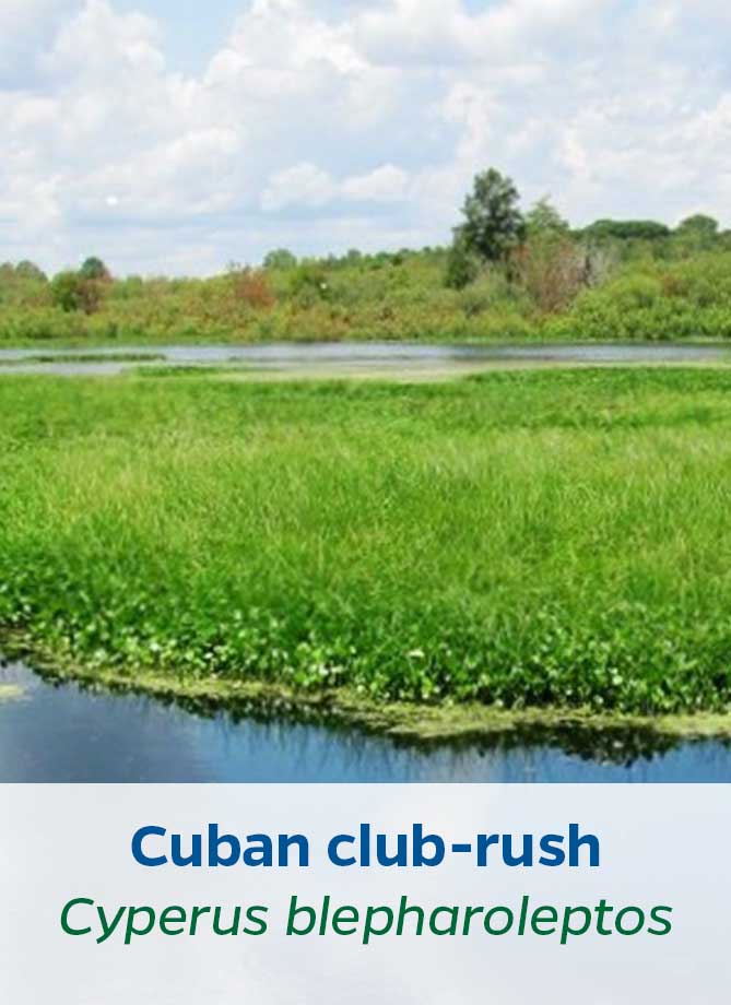 Cuban club-rush