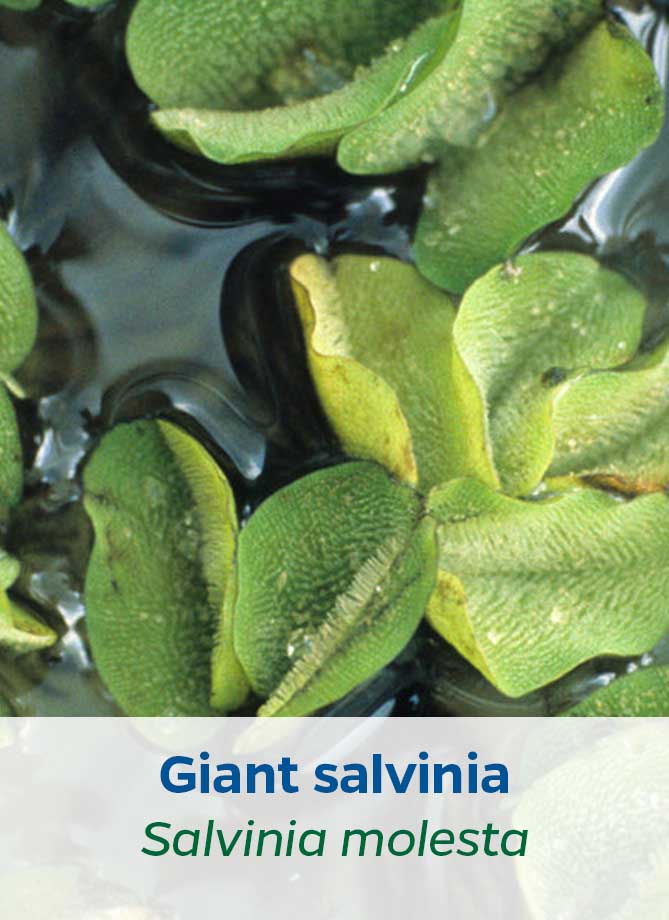 Giant salvinia