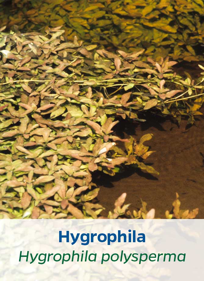 Hygrophila