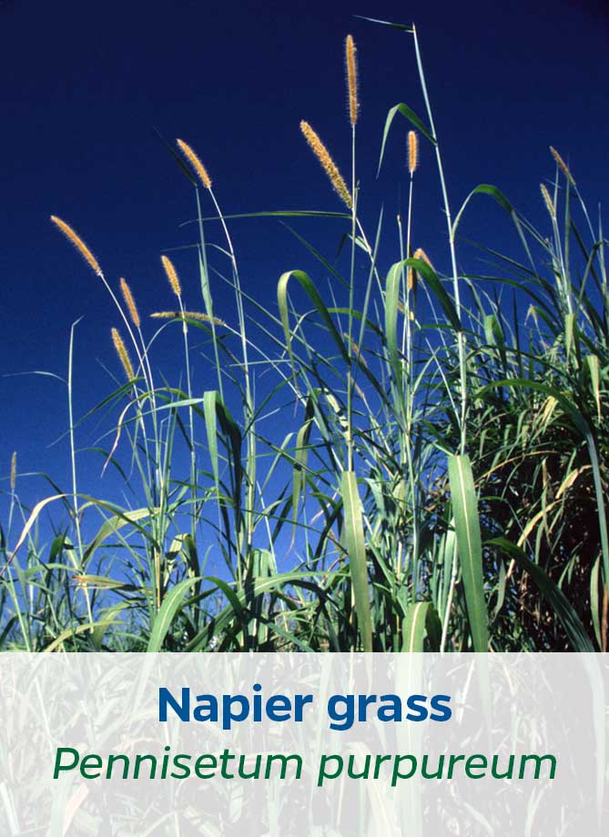 Napier grass