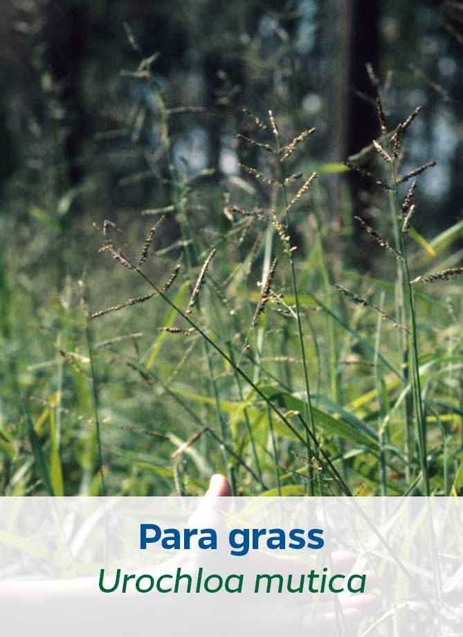 Para grass