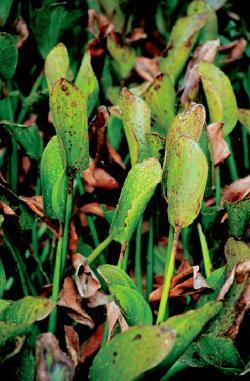 Weevil damage on water hyacinth plants