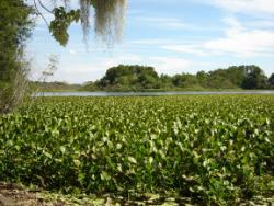 Water hyacinth on Lake Alice in Gainesville, FL.