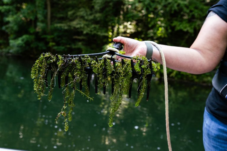 Hydrilla tangled on a rake.