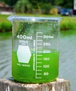Algae in a Jar