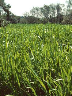 West Indian Marsh Grass 
