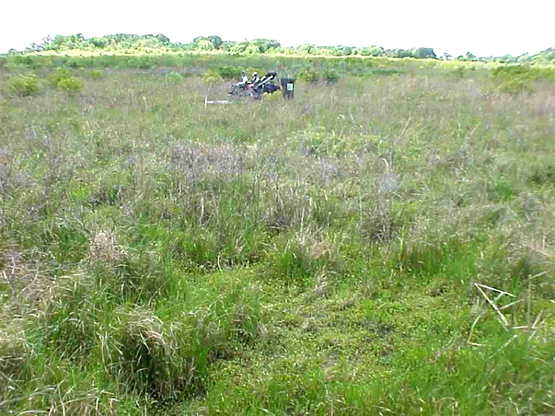 Nearly 300 acres of emergent plants rose to the surface pulling as much as 3-4 feet of sediments upon reflood of Lake Runnymeade (Osceola Co.) after several years of drought.