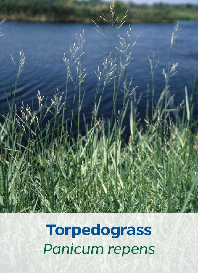 Torpedograss