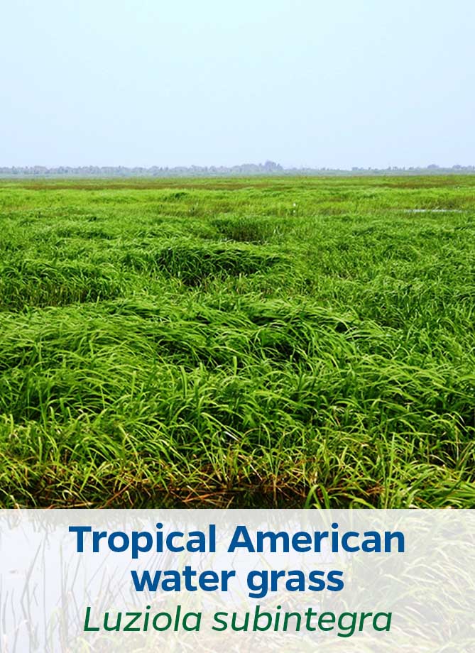 Tropical American water grass