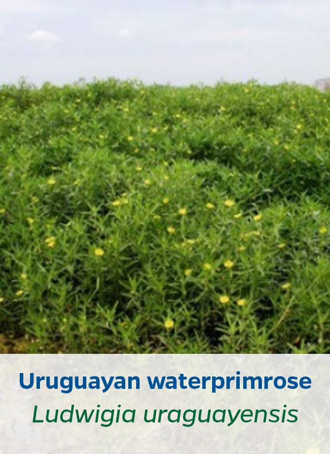 Uruguayan waterprimrose