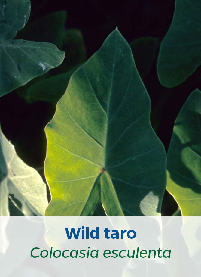 Wild taro