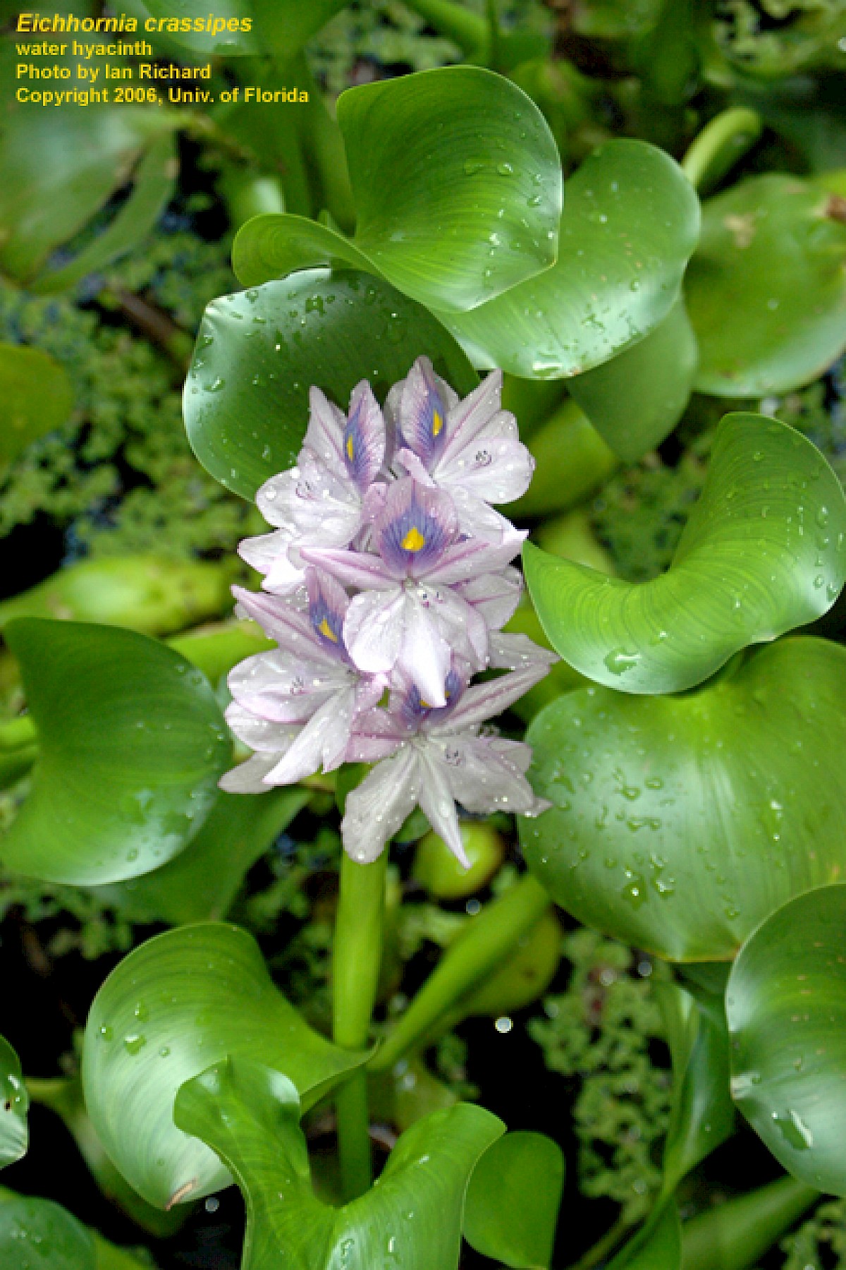 Water Hyacinth Drawing