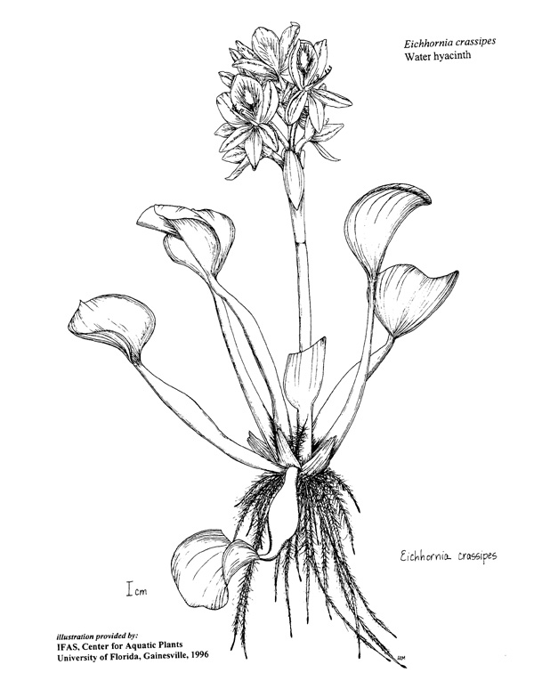 Nasturtium Officinale Watercress Botanical Print Stock Illustration -  Download Image Now - Archival, Art, Biology - iStock