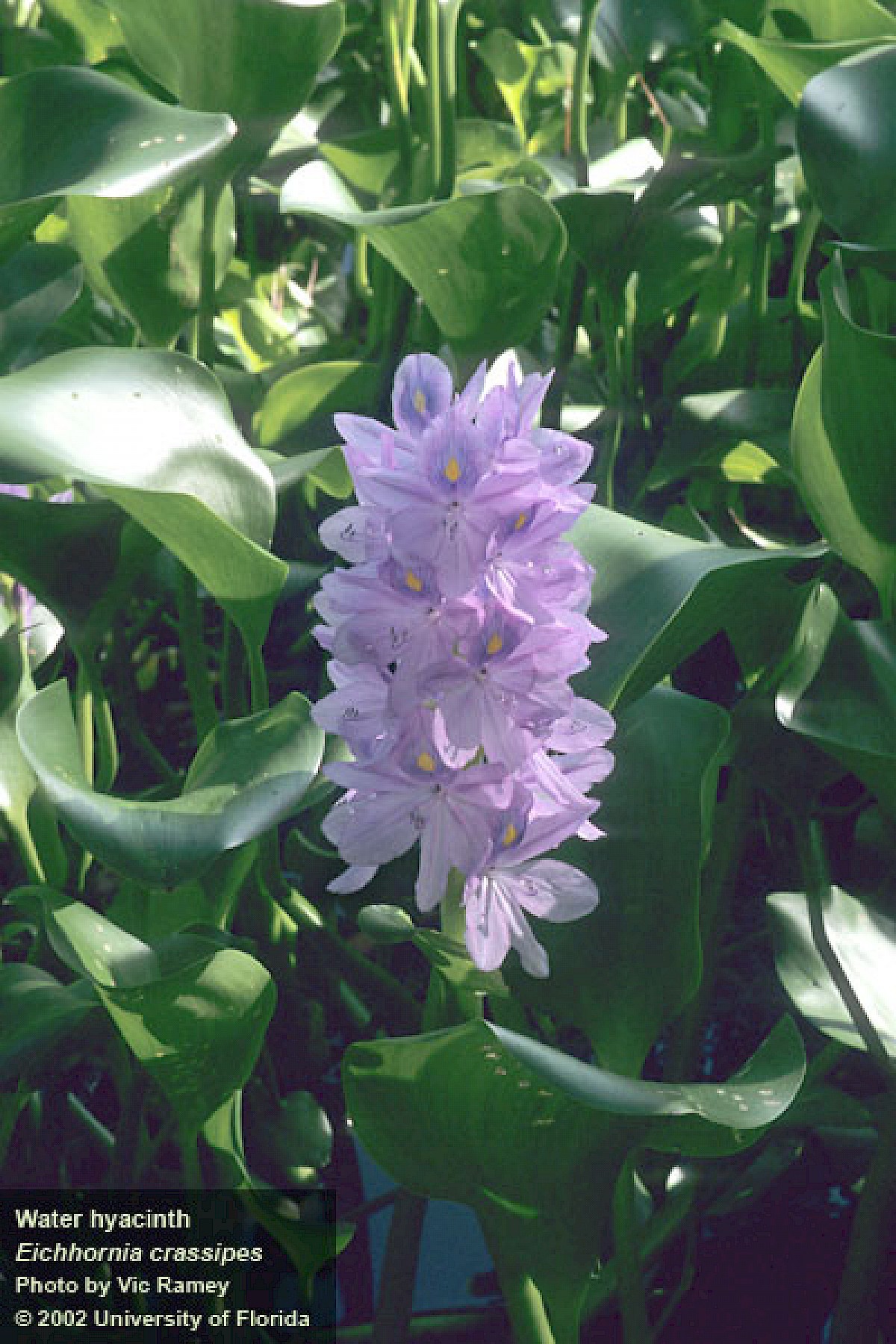 Water Hyacinth PNG Transparent Images Free Download | Vector Files | Pngtree