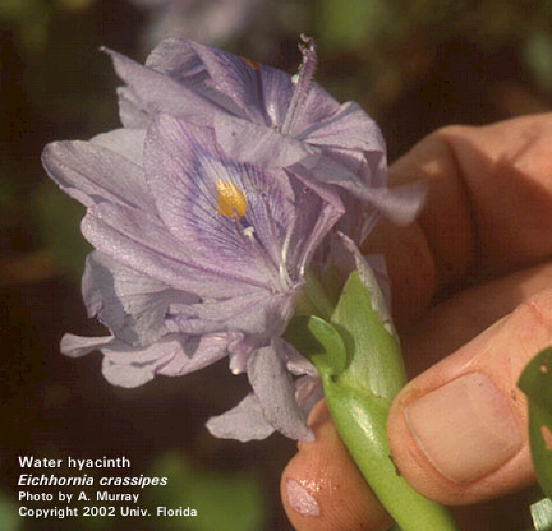 কচুরিপানা ফুল ড্রইং | Easy Flower Drawing Tutorial For Beginners | How to Draw  Water hyacinths |Art - YouTube