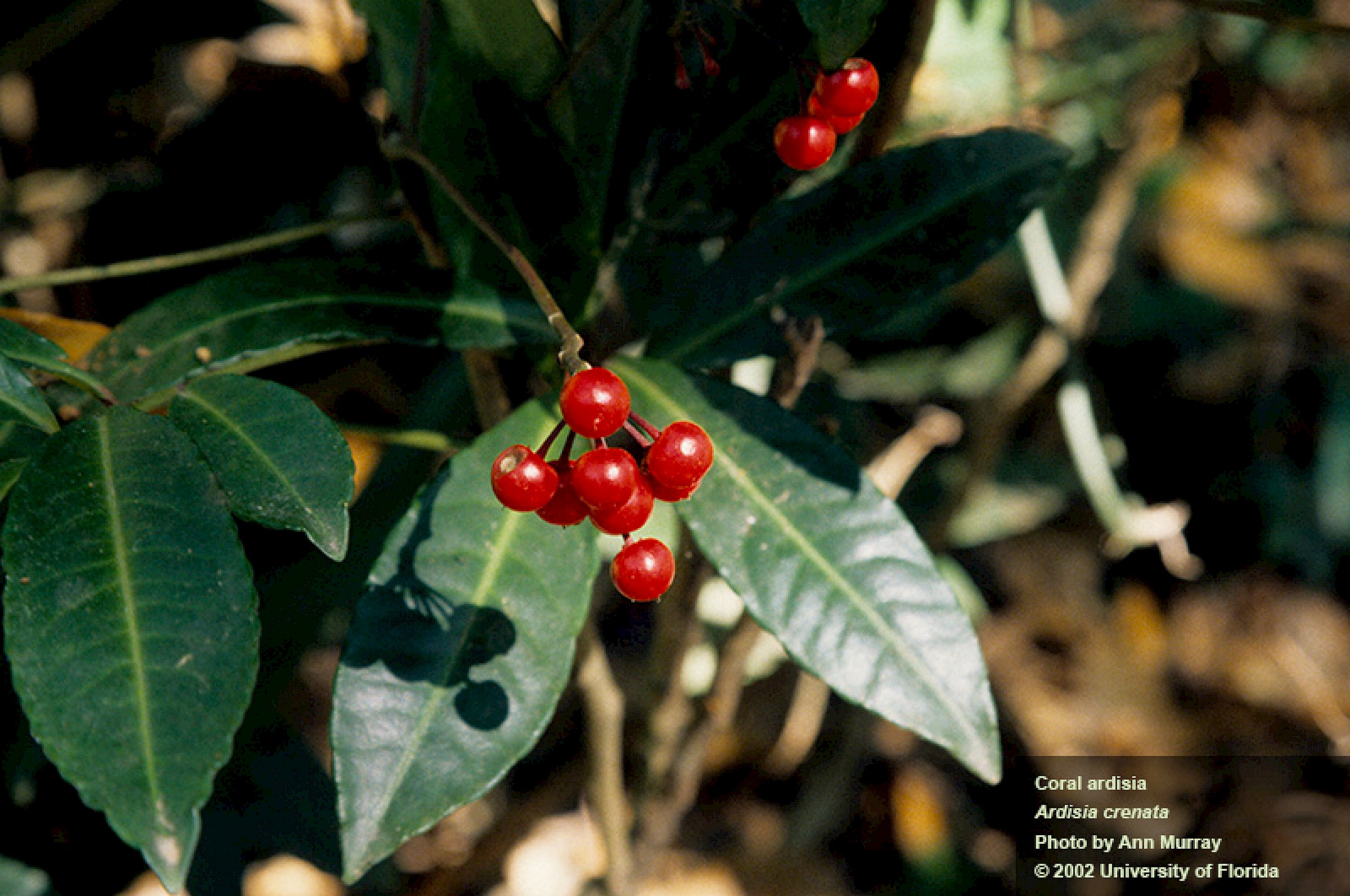 Coral Ardisia - University of Florida, Institute of Food and