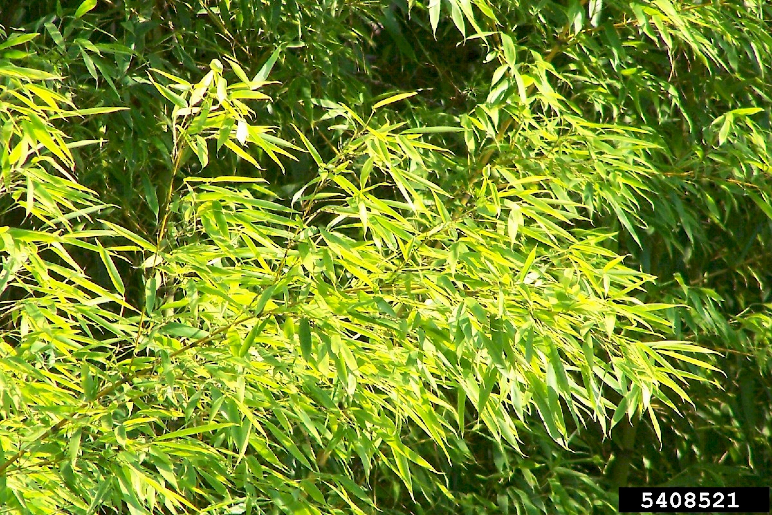 Invasives in Your Woodland: Golden Bamboo