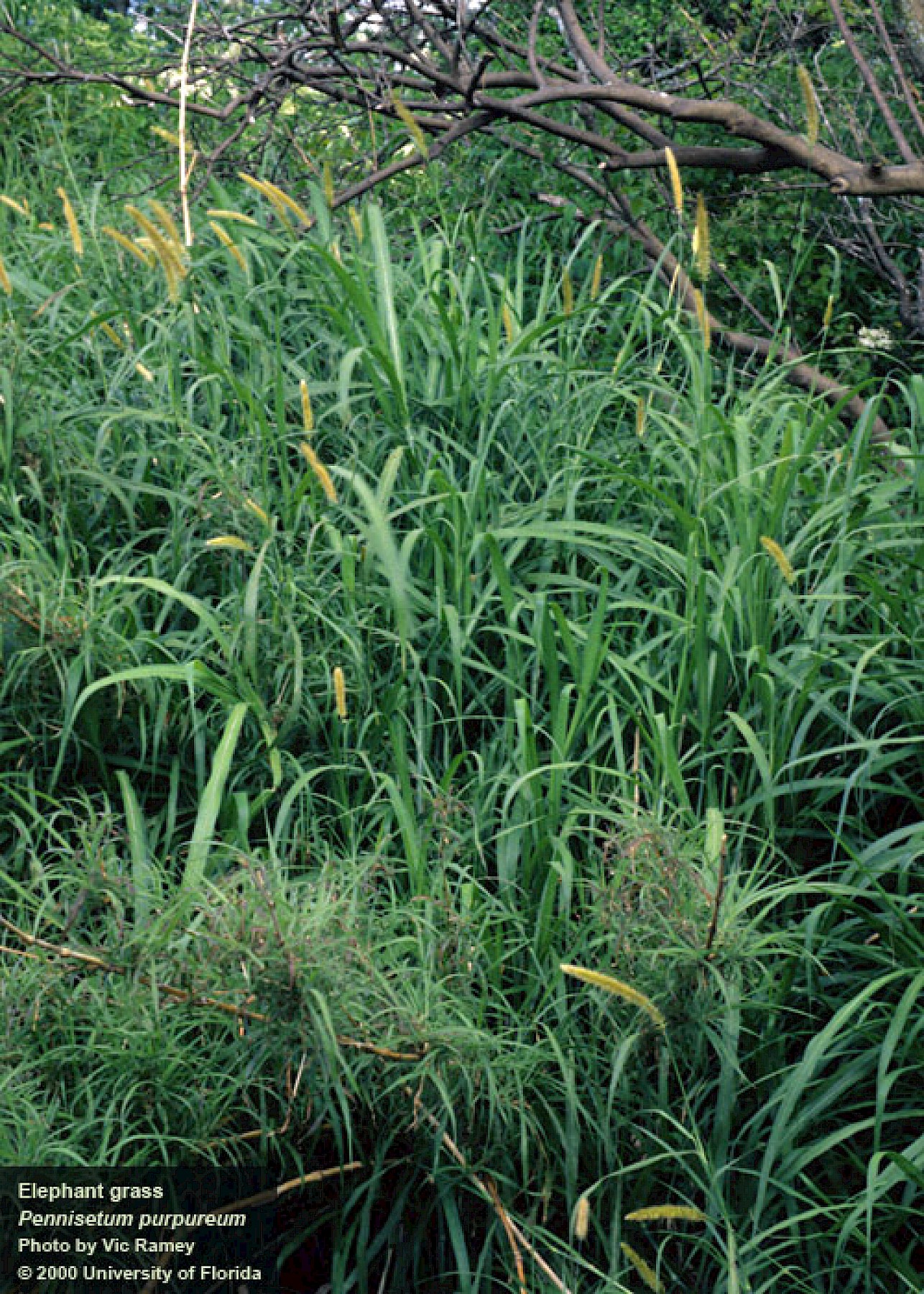 Elephant grass (Pennisetum purpureum)