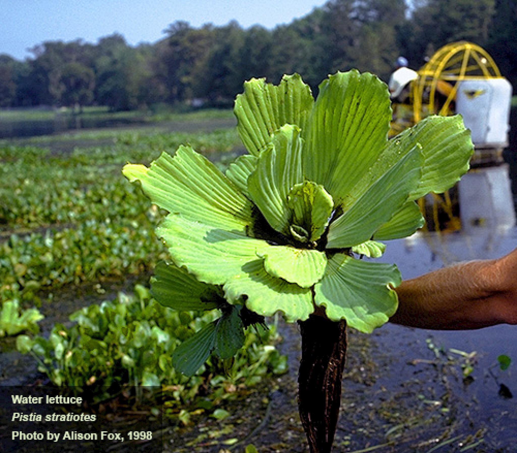 Center for Aquatic and Invasive Plants   University of Florida, IFAS
