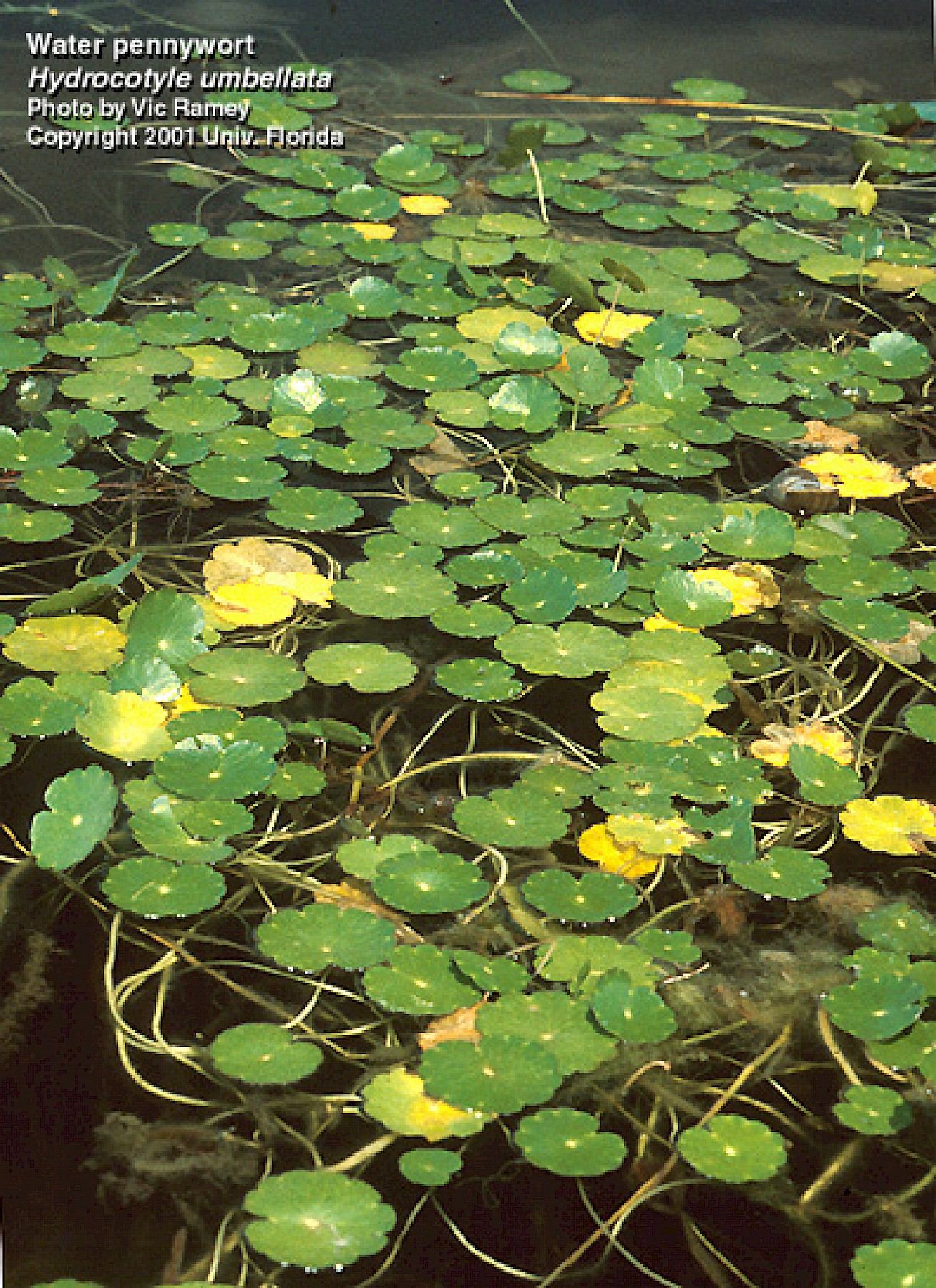 center for aquatic and invasive plants | university of florida, ifas