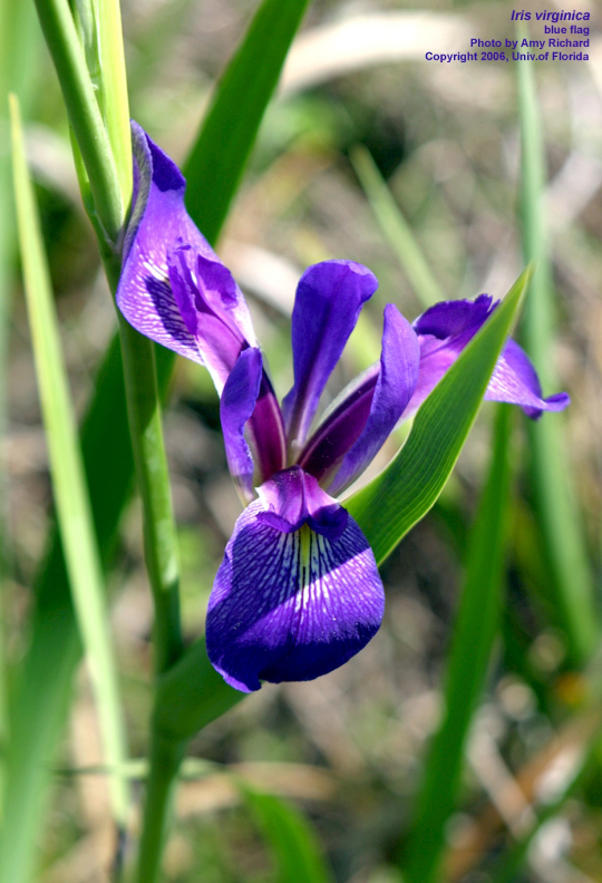 Sticker Blue iris or blueflag flower 