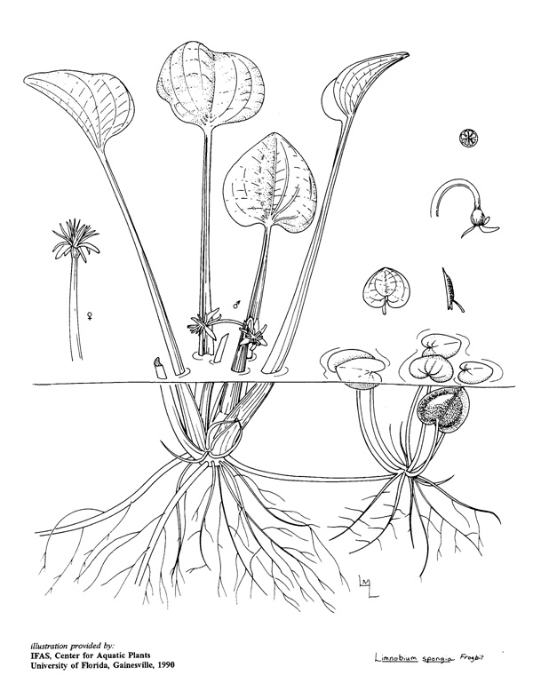 Water Plant Coloring Sheet | Turtle Diary