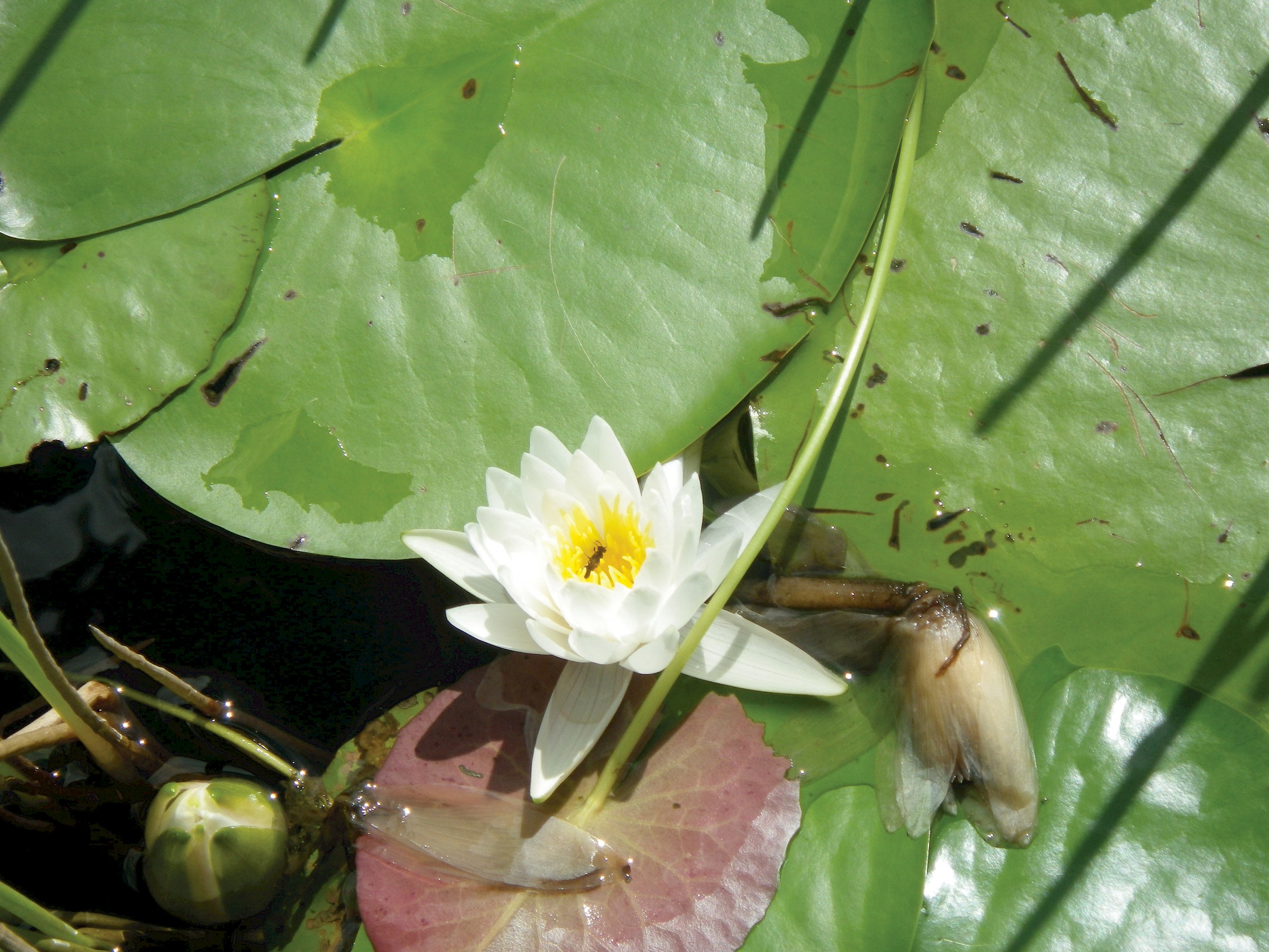 Nymphaea James Brydon Red Water Lily | UK Grown | Direct Delivery