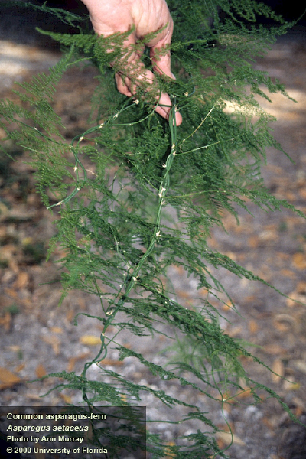 Asparagus Fern - Asparagus densiflorous 'sprengeri