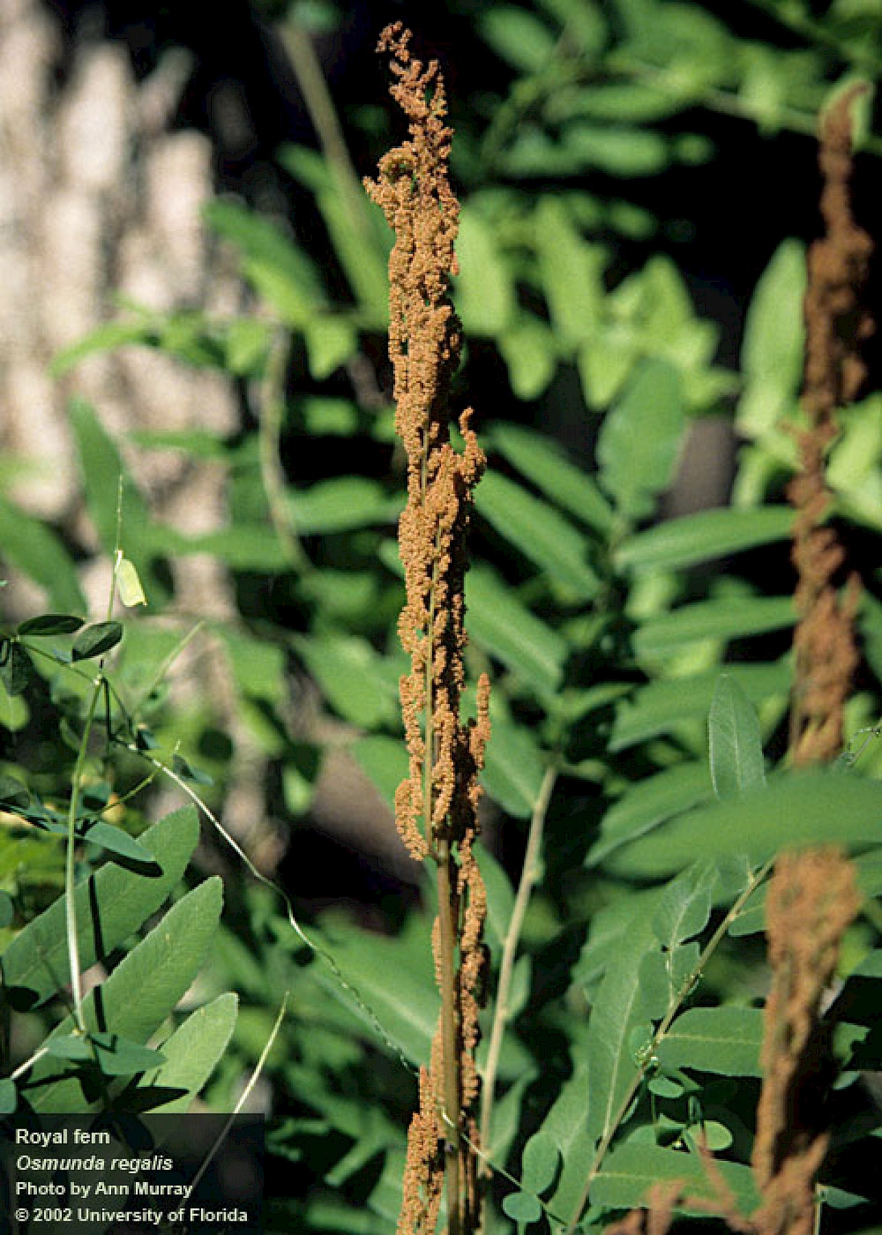 florida ifas plants native regalis osmunda fern royal