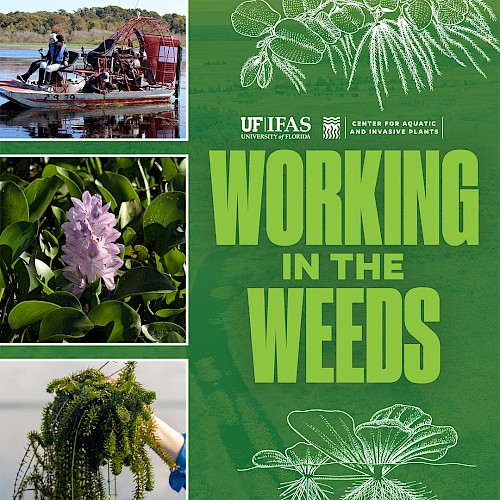 Podcast – Working In The Weeds